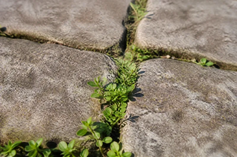 Small weeds growing between grey paving stones on a sunny path
